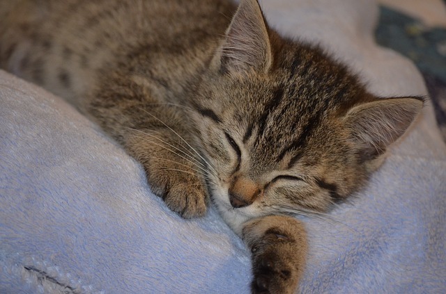 sleep-2551992_640.jpg